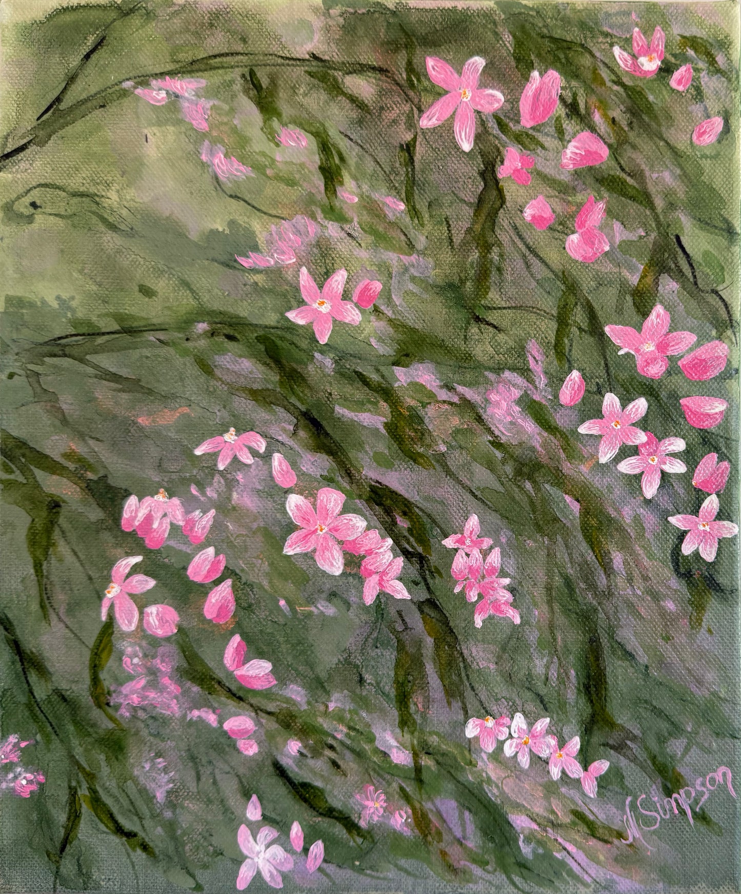 Sydney Boronia