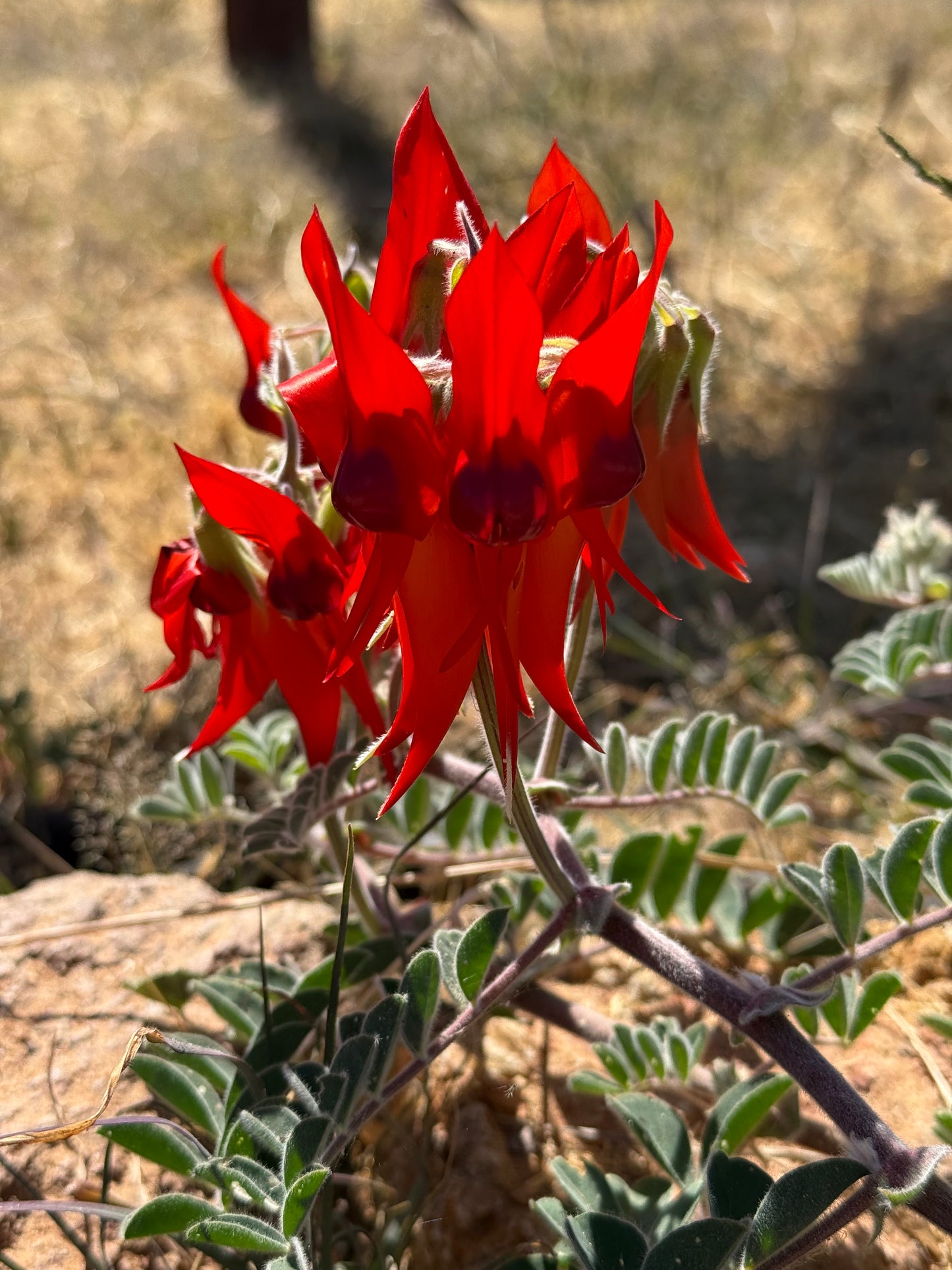 Flame of the Desert