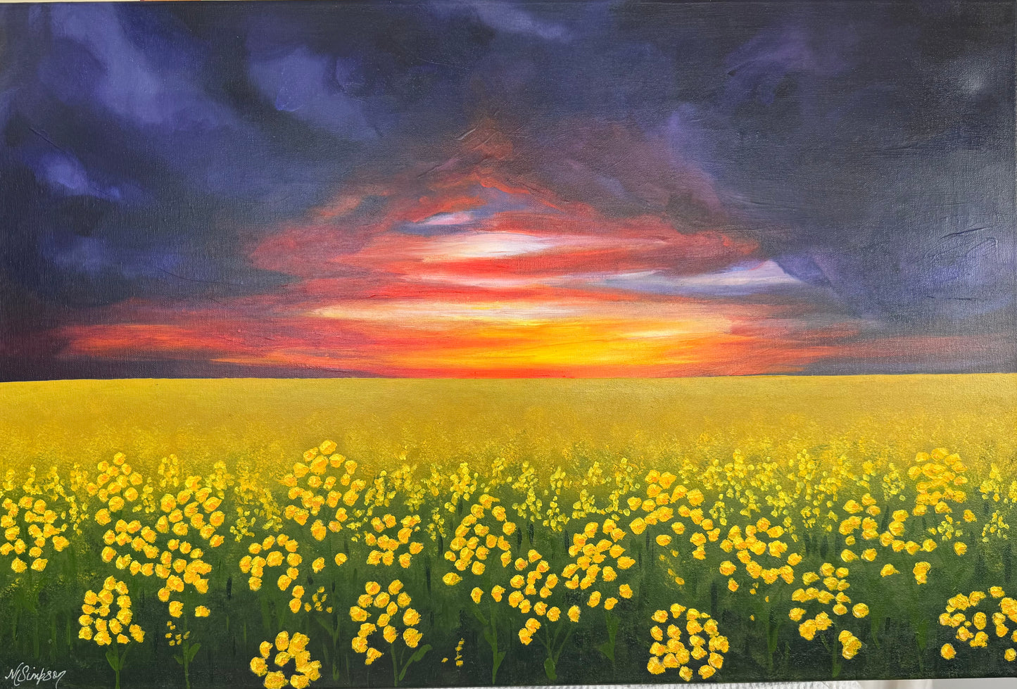 Sunset Canola