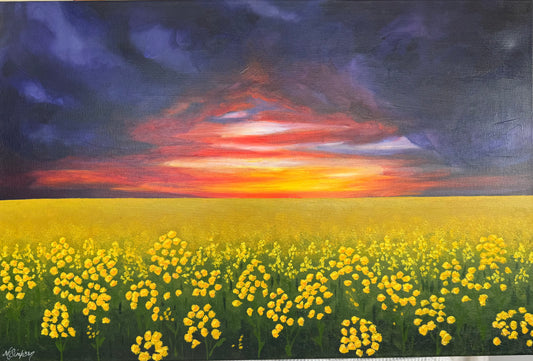 Sunset Canola