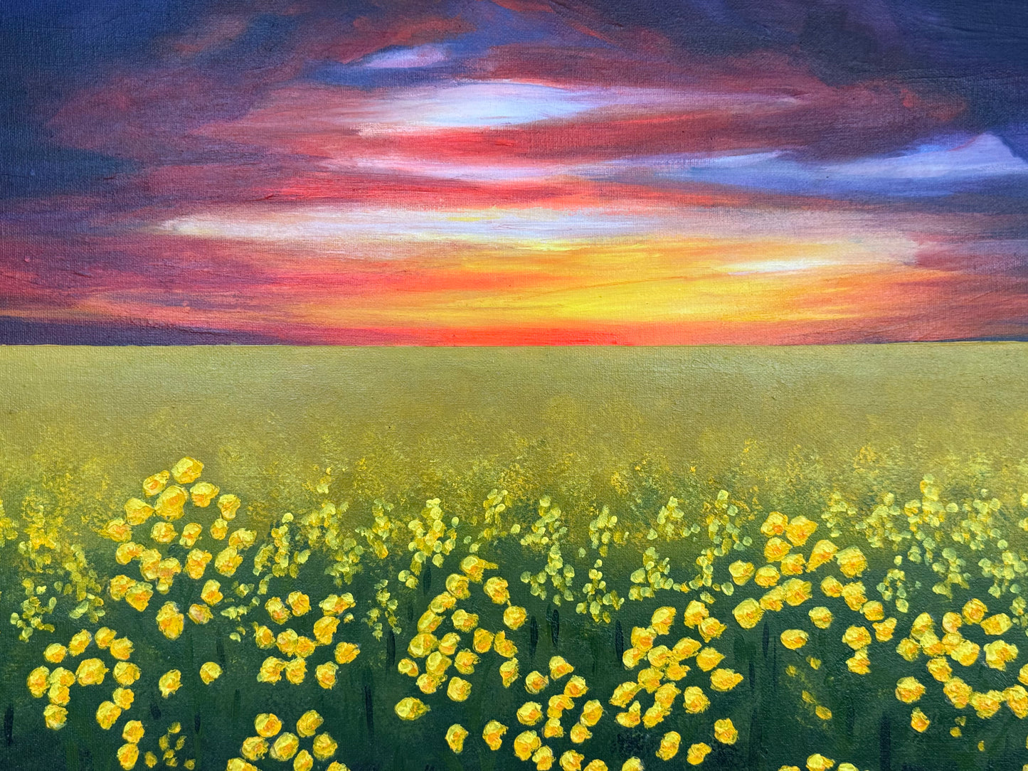 Sunset Canola