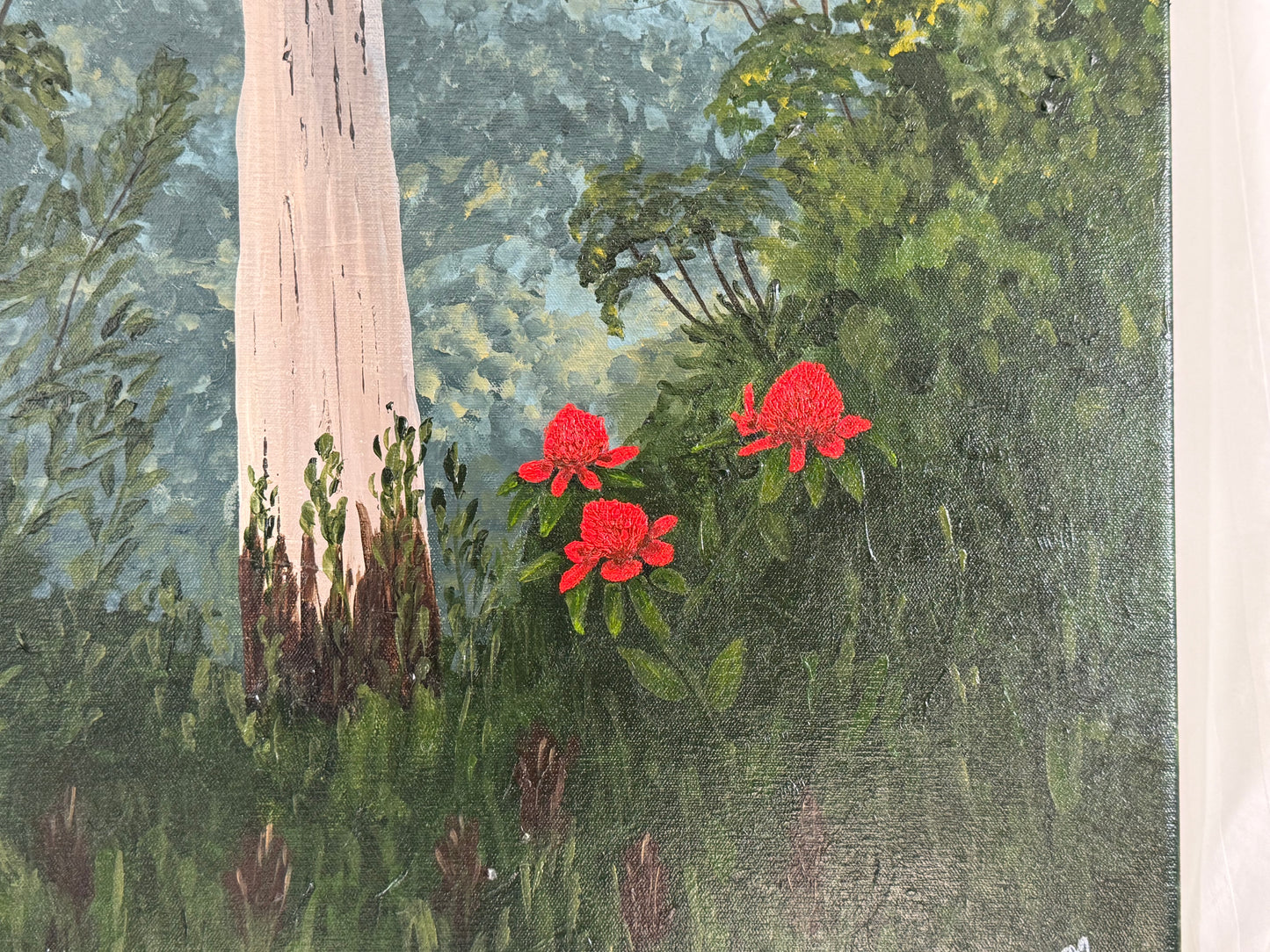 Waratahs in Paradise