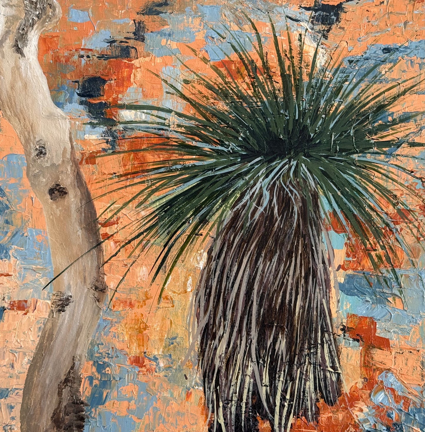 Warrumbungle Xanthorrhoea